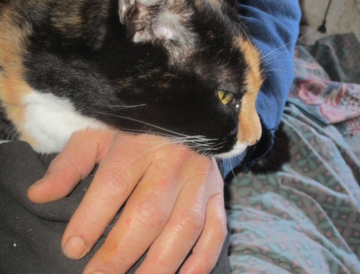 MisterShortcut Loving Mrs Mushka